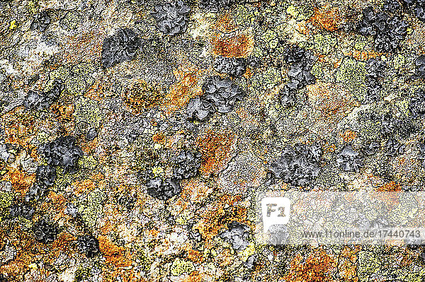 Full frame of lichen covering rocky surface