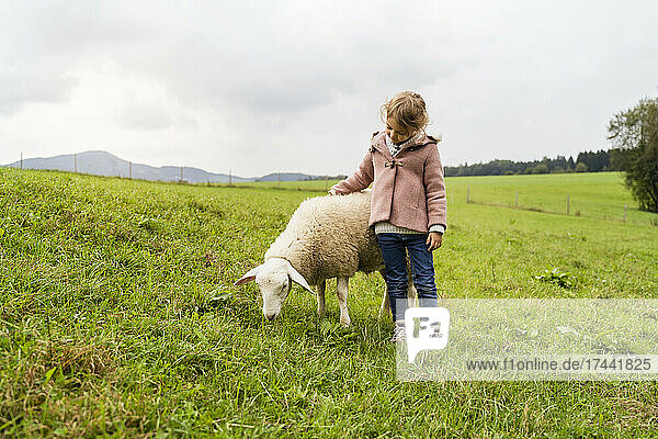 Girl standing by sheep grazing in farm