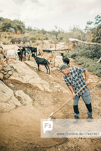 Male goat herder cleaning land with goats in background