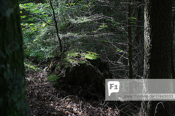 Dead tree stump in Black forest  Germany