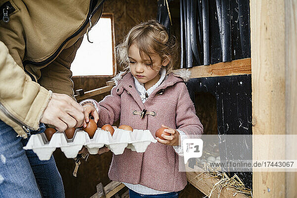 Cute girl arranging eggs in container at farm