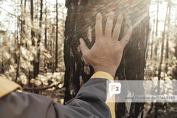 Reifer Mann berührt Baumstamm im Wald