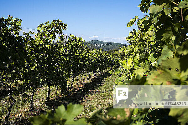 Vast green vineyard in sunlight