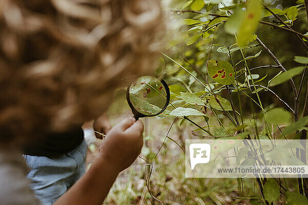 Boys examining rotten leaf through magnifying glass