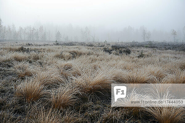 Moor at foggy autumn morning