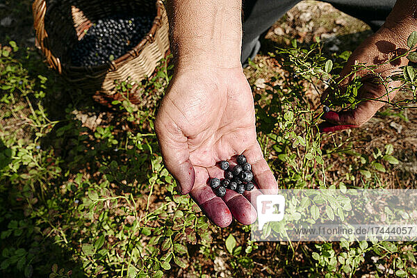 Man removing blueberries from plant