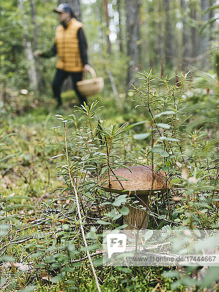King bolete mushroom amidst plants in forest