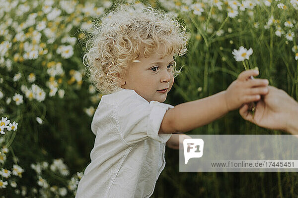 Blond boy taking flower from mother at flower field
