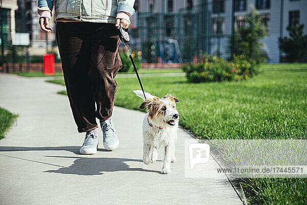 Woman with Jack Russell Terrier walking at park