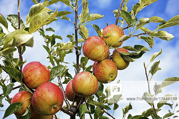 Reife Äpfel am Baum hängend
