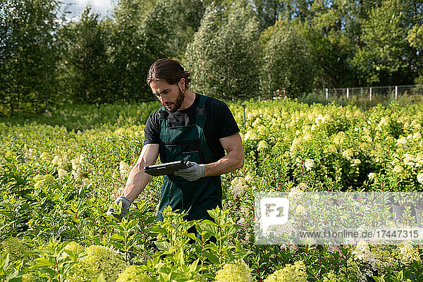 Male farmer checking plants quality