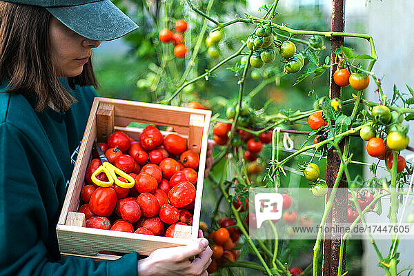 Woman Harvests tomatoes From Her Garden