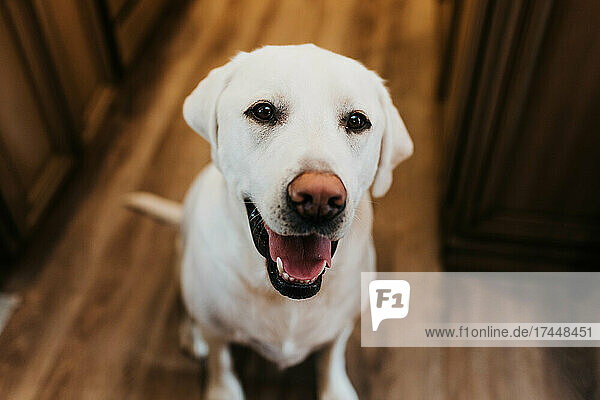 Portrait of a white labrador inside his home in South Dakota