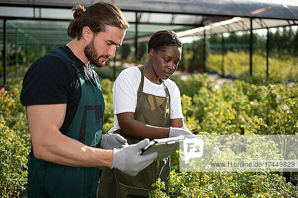 Multiethnic farmers inspecting plants outside glasshouse