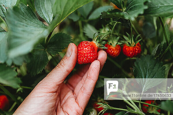 Close up of hand picking a ripe strawberry in a strawberry field.