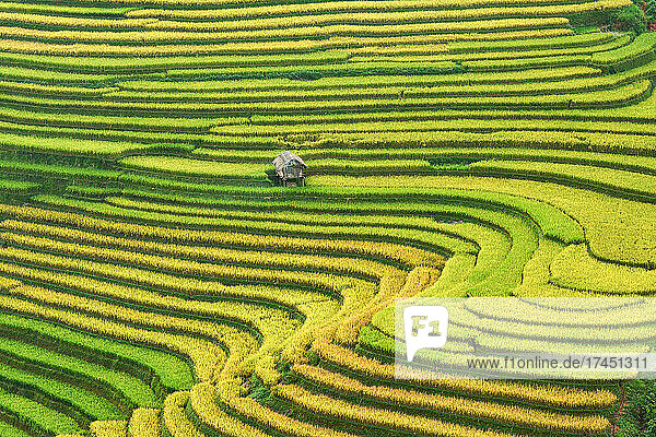 Green Rice fields on terraced in Mu cang chai  Vietnam Rice fiel