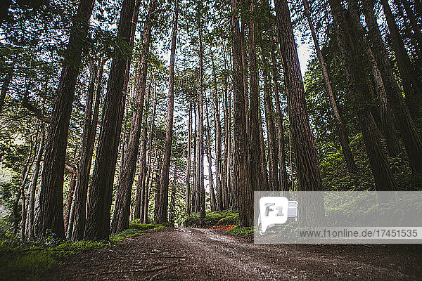 Small teardrop camper trailer parked in Redwood forest  California