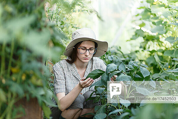 young female farmer takes care of vegetables in a greenhouse