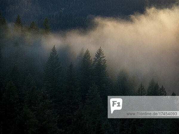 Mist hangs in a wilderness forest along the Lochsa River.
