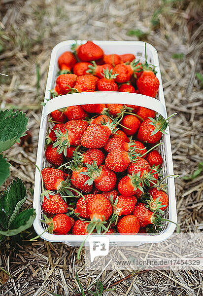 Close up of full basket of fresh picked strawberries in a field.