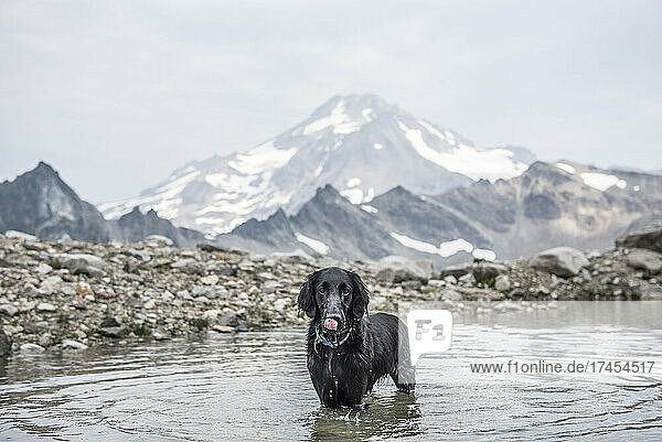 A dog cools down in an alpine lake while hiking.
