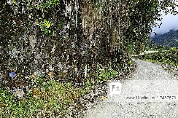 Kreuze an einer Unfallstelle der Todesstraße  Camino de la Muerte  Departement La Paz  Bolivien  Südamerika