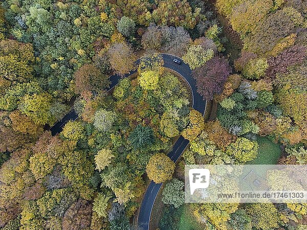 Luftaufnahme einer Serpentine im Teutoburger Wald im Herbst  Lienen  Nordrhein-Westfalen  Deutschland  Europa