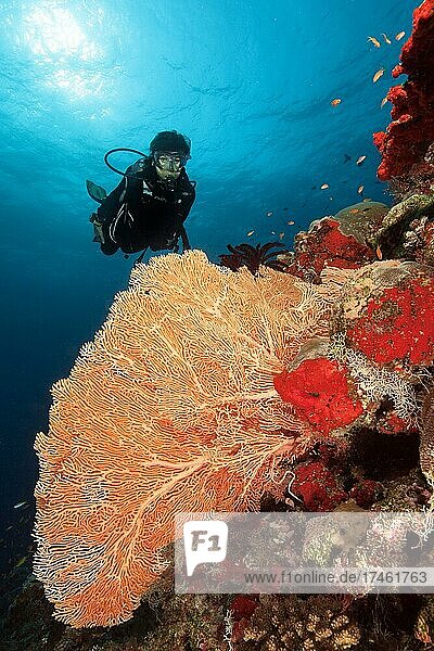 Taucherin betrachtet Fächerkoralle  Hornkoralle (Annella mollis)  Indischer Ozean  Malediven  Asien