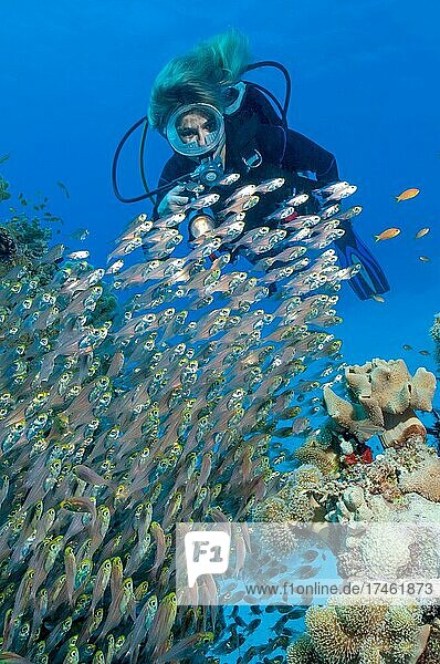Diver looking at red sea dwarf sweeper (Parapriacanthus guentheri)  Red Sea  Hurghada  Egypt  Africa