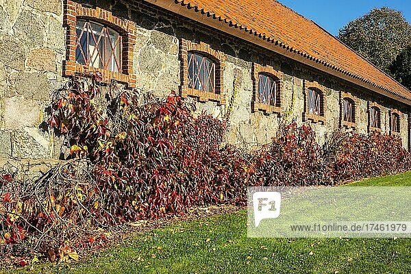 Jungfernrebe (Parthenocissus quinquefolia) oder Kletterwein an einem alten Stallgebäude auf dem Gut Krageholm  Gemeinde Ystad  Schonen  Schweden  Europa