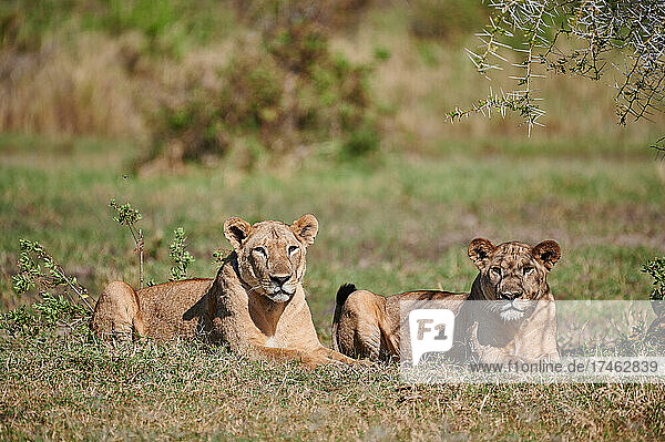Loewinen (Loewe,  Panthera leo) im Lake Manyara National Park,  Mto wa Mbu,  Tansania,  Afrika |lioness (lion,  Panthera leo) in Lake Manyara National Park,  Mto wa Mbu,  Tanzania,  Africa|