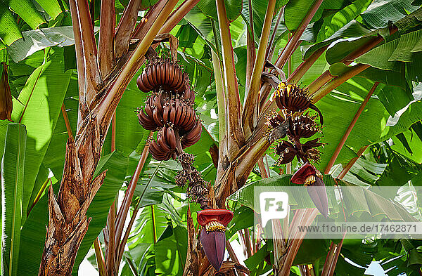 rote Bananen am Baum bei Dorfwanderung in Mto wa Mbu  Tansania  Afrika |red bananas on the tree durin village walk in Mto wa Mbu  Tanzania  Africa|