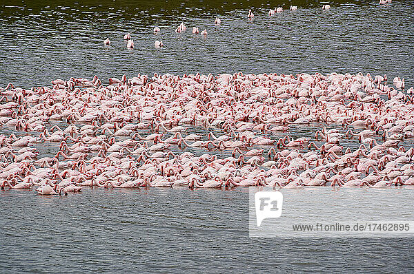 Grosser Schwarm Zwergflamingos (Phoeniconaias minor) schwimmen und fressen im Lake Momela  Arusha Nationalpark  Tansania  Afrika |huge flock of Lesser flamingos (Phoeniconaias minor) swimming and feeding in Lake Momela  Arusha National Park  Tanzania  Africa|