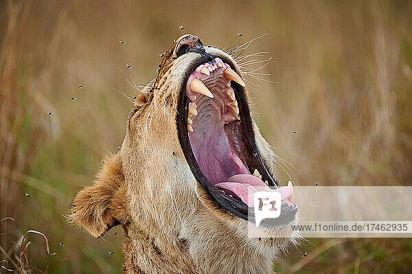 Portraet einer gaehnenden Loewin  panthera leo  umgeben von Fliegen  Serengeti National Park  Tansania  Afrika |Portrait of a yawning lioness  panthera leo  surrounded by flies  Serengeti National Park  Tanzania  Africa|