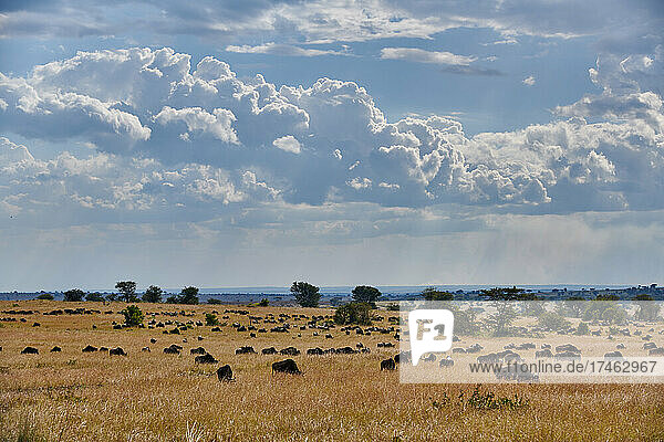 Weißbartgnus (Connochaetes mearnsi) auf der grossen Migration durch den Serengeti National Park  Tansania  Afrika |blue wildebeest (Connochaetes mearnsi) on great migration thru Serengeti National Park  Tanzania  Africa|