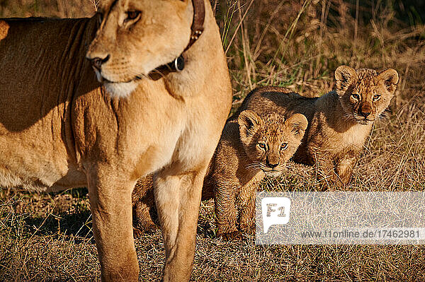 Löwenbabies  Panthera Leo  Serengeti Nationalpark  UNESCO-Weltkulturerbe  Tansania  Afrika |lion cubs  Panthera leo  Serengeti National Park  UNESCO world heritage site  Tanzania  Africa|