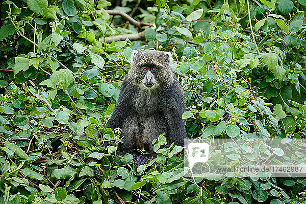 Diademmeerkatze (Cercopithecus mitis) sitzt auf einem Ast  Arusha Nationalpark  Tansania  Afrika |blue monkey or diademed monkey (Cercopithecus mitis) sitting on a branch  Arusha National Park  Tanzania Africa|