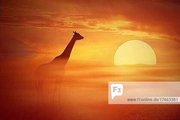 Silhouette einer einsamen Giraffe vor einem nebligen  orangefarbenen Sonnenuntergang. Afrikanische Savanne wildes Leben Landschaft Szene Bildschirmschoner