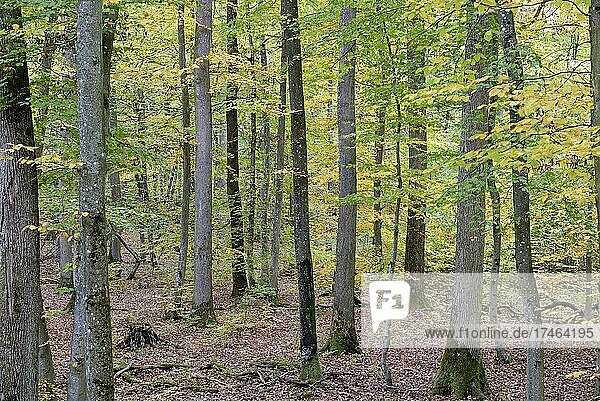 Ausblick in den Laubwald  Herbstwald  Mosel  Rheinland-Pfalz  Deutschland  Europa