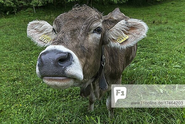 Allgäuer Kuh auf einer Wiese  Portrait  Bad Hindelang  Allgäu  Bayern  Deutschland  Europa