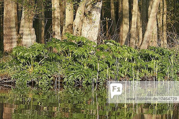 Riesen-Bärenklau (Heracleum mantegazzianum) am Ufer  invasiver Neophyth  Naturpark Flusslandschaft Peenetal  Mecklenburg-Vorpommern  Deutschland  Europa
