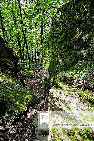Abstieg durch das Nussental  Altenburg  Rastenbachklamm bei Kaltern  Etschtal  Südtirol  Italien  Europa