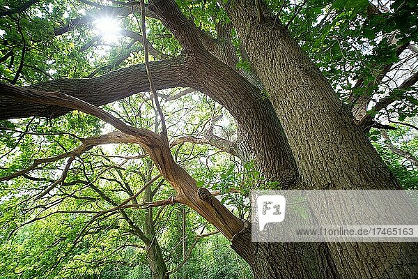 Stieleiche (Quercus robur L.)  Uralte Eiche mit Totholzanteil  Biotopbaum  Niedersachsen  Deutschland  Europa