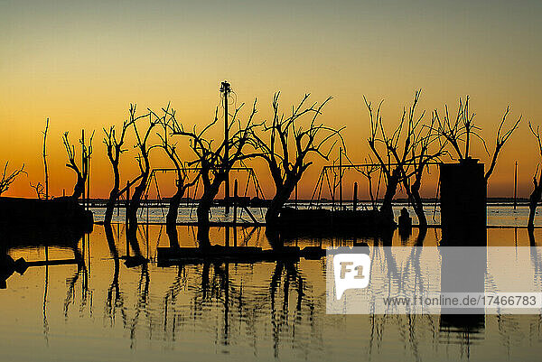 Silhouetted bare trees and abandoned village by coastline during sunset  Villa Epecuen