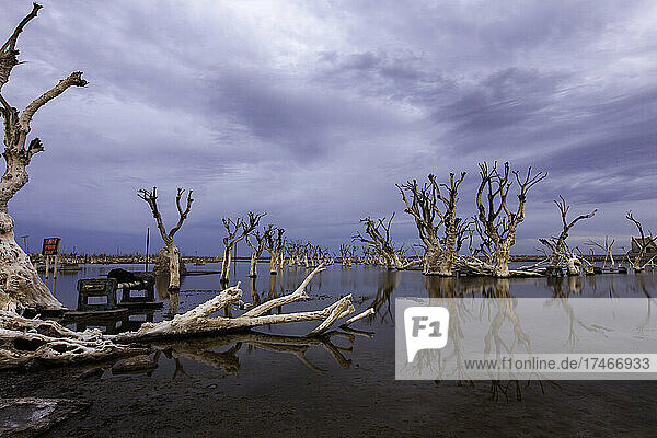 View of bare trees in abandoned village by coastline at dusk  Villa Epecuen