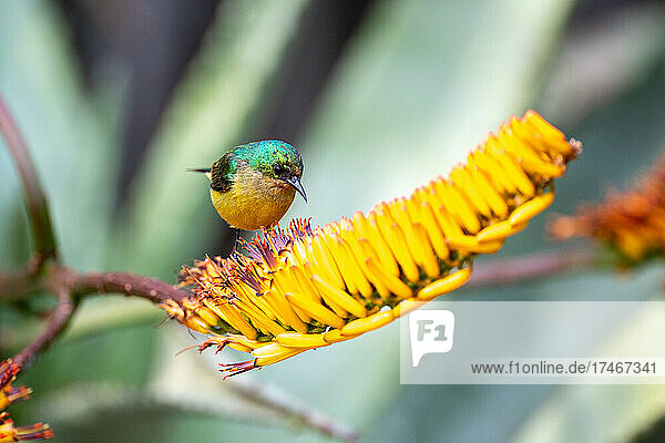 Ein Halsband-Sonnenvogel  Hedydipna collaris  sitzt auf einer Aloe-Blüte