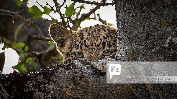 Ein Leopardenjunges  Panthera pardus  späht über einen Ast in einem Baum