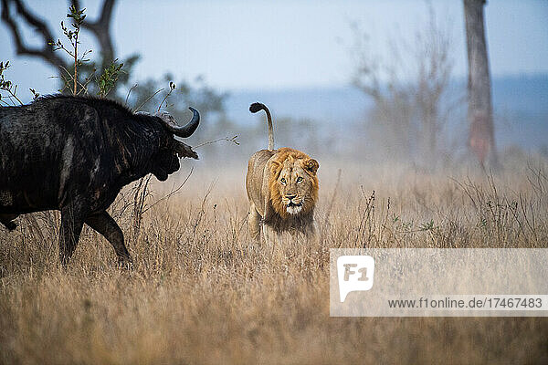 Ein männlicher Löwe  Panthera leo  jagt einem Büffel  Syncerus caffer  hinterher