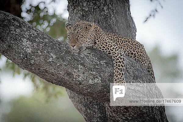 Ein Leopard  Panthera pardus  liegt auf einem Ast und schaut aus dem Bild