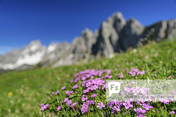 Sunlight on Catchweed flowers at Salzburg  Austria